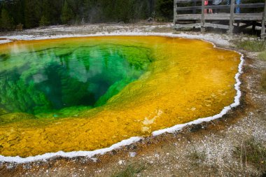 Morning glory Havuzu, Yellowstone