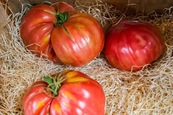 Tomatos — Stock Photo, Image