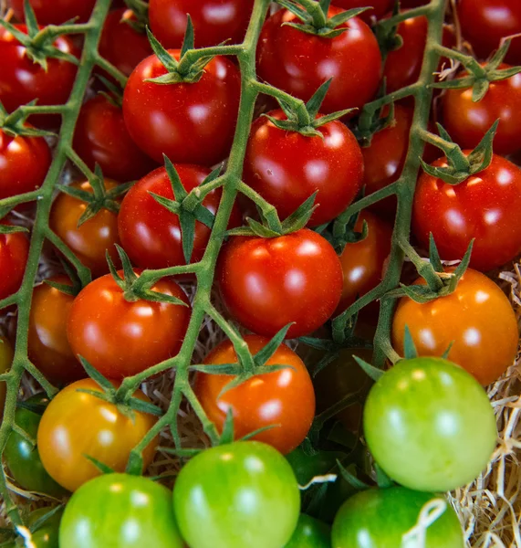 Little tomato — Stock Photo, Image