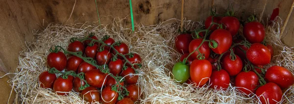 Pomodoro piccolo — Foto Stock