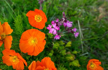 Çok kırmızı ve turuncu haşhaş çiçekleri