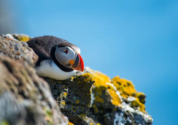 Puffin en Latrabjarg Cliff, Westfjords, Islandia — Foto de Stock