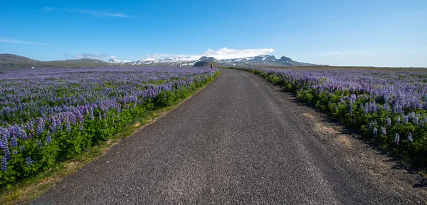 Lupine op Snaefellsnes schiereiland, IJsland — Stockfoto