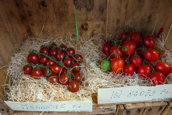 Little tomato — Stock Photo, Image