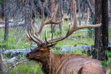Elk, Yellowstone Milli Parkı