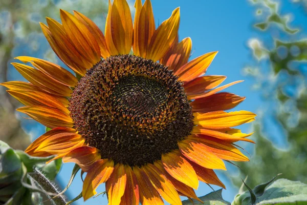 Red sunflower — Stock Photo, Image