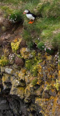 Martı Latrabjarg Cliff,: Westfjords, Iceland