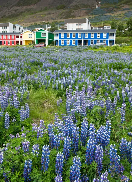 Lupins à Siglufjordur ville, Islande — Photo