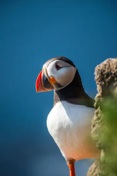 Latrabjarg 절벽, Westfjords, 아이슬란드에 puffin — 스톡 사진