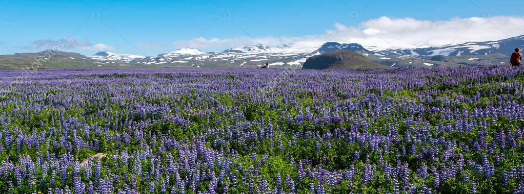 depositphotos_90243036-stock-photo-lupines-in-snaefellsnes-peninsula-iceland.jpg