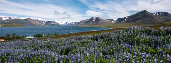 Pingeyri fiord, prowincji Westfjords, Islandia — Zdjęcie stockowe