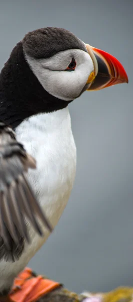 Puffin in Latrabjarg Cliff, Westfjords, Iceland — Stock Photo, Image