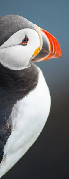 Puffin en Latrabjarg Cliff, Westfjords, Islandia — Foto de Stock