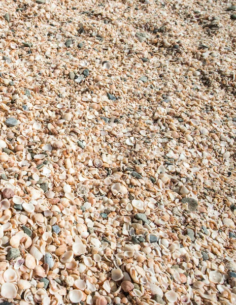 Praia Shell, Saint Barth — Fotografia de Stock