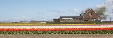 Lale kültürü, Hollanda