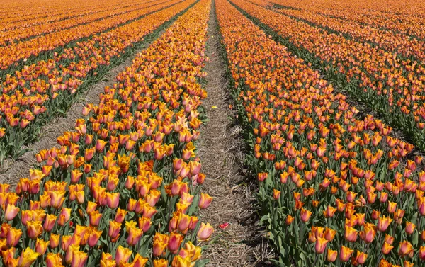 Tulip Culture, Paesi Bassi — Foto Stock