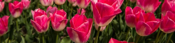 Tulip Culture Holland — Stock Photo, Image