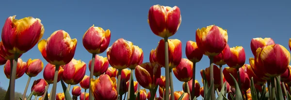 Tulpenkultur Holland — Stockfoto