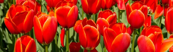Tulipán Kultura Holandsku — Stock fotografie