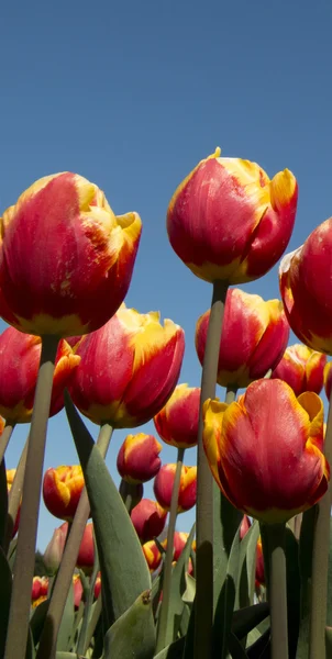 荷兰的郁金香文化 — 图库照片