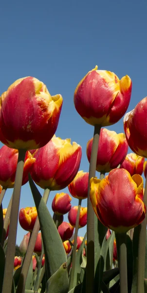 Tulipán Kultura Holandsku — Stock fotografie