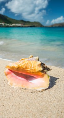 Bir Karayip Denizi içinde deniz hayvanı kabuğu