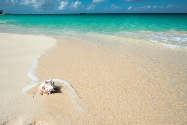 Shell Una Playa Del Caribe — Foto de Stock