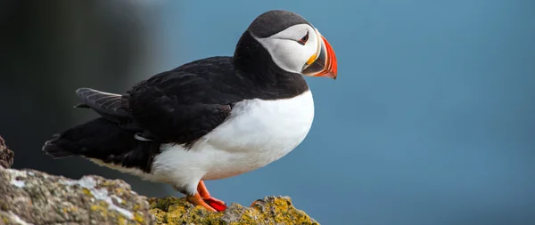 Latrabjarg 절벽, Westfjords, 아이슬란드에 puffin — 스톡 사진