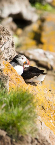 Puffin en Latrabjarg Cliff, Westfjords, Islandia — Foto de Stock