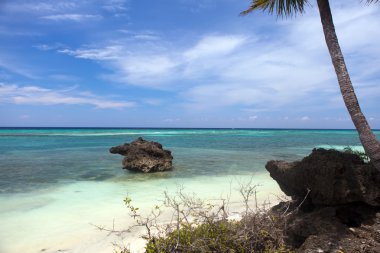 güzel sahil şeridi, turkuaz görünümü palmiye ağaçları ile denizin bir