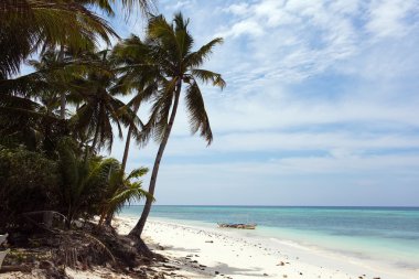 palmiye ağaçları ile denizin güzel sahil şeridi, turkuaz görünümü,