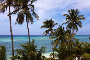 palmiye ağaçları ile denizin güzel turkuaz görünümü