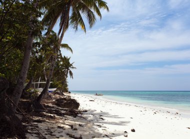 palmiye ağaçları ile denizin güzel sahil şeridi, turkuaz görünümü,