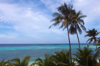 palmiye ağaçları ile denizin güzel turkuaz görünümü