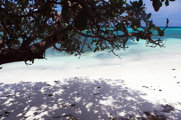 Hermosa costa, vista turquesa del mar con árbol tropical —  Fotos de Stock