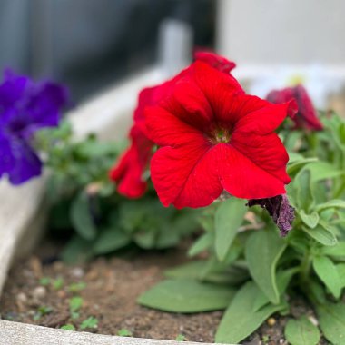 Kırmızı ve Mor Çiçek Yakın plan