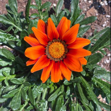 Saksıda Portakal Bahçesi Çiçeği