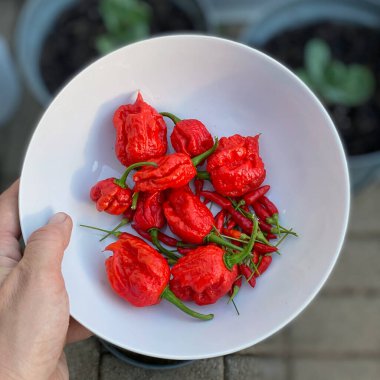 Chili Pepper Bowl, Carolina Reaper ve Birds Eye Chilli