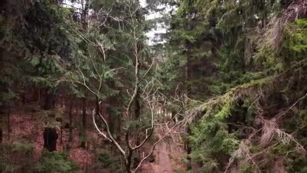 Jarní Procházka Lesem Chladného Počasí — Stock video