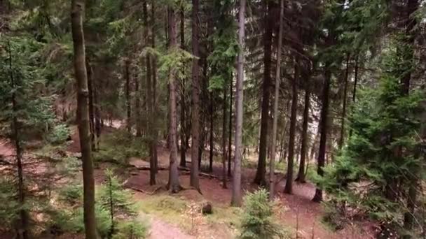 Jarní Procházka Lesem Chladného Počasí — Stock video