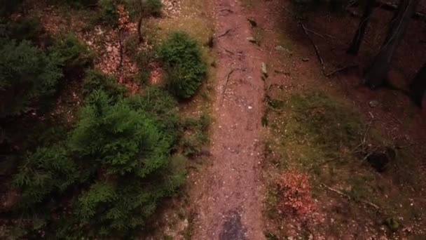 Promenade Printanière Dans Forêt Par Temps Froid — Video