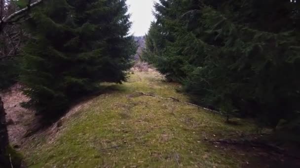 Gizemli Ormandan Çıkan Orman Yolu — Stok video