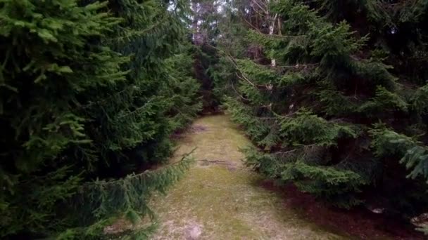 Une Mystérieuse Route Forestière Dans Une Forêt Profonde — Video