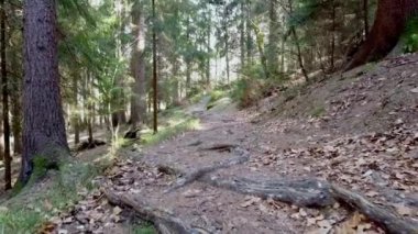 Ormandaki orman yolu.