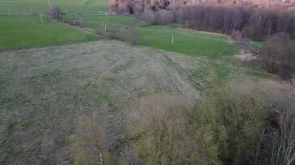 Луг Біля Лісу Дивиться Вліво — стокове відео