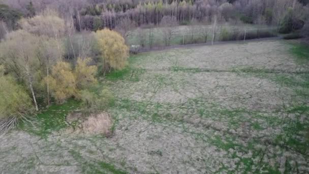 Primavera Prado Cerca Del Bosque Hacia Carretera — Vídeo de stock