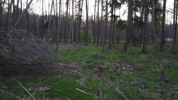 Прогулянка Лісом — стокове відео