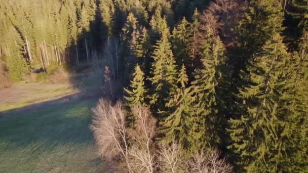 Bosque Atardecer Primavera — Vídeos de Stock