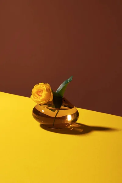 Yellow garden rose in color glass vase on bright yellow brown diagonal background with long shadow — Foto de Stock