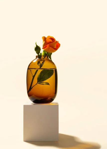 長い影とベージュの背景に白いキューブのステージの表彰台にカラーガラス花瓶でバラ — ストック写真